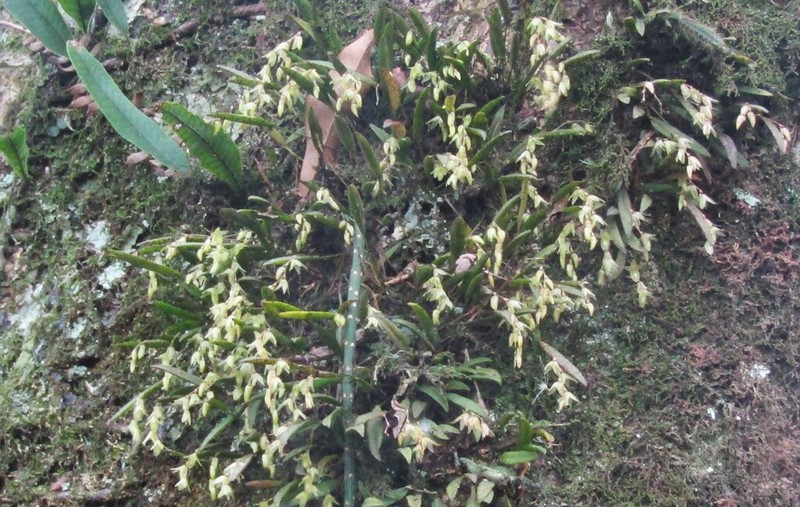Acianthera hygrophila photo 5