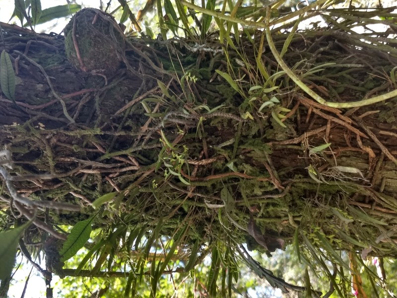 Acianthera hygrophila photo 6