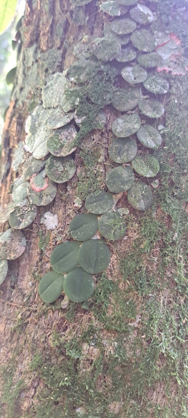 Acianthera hystrix