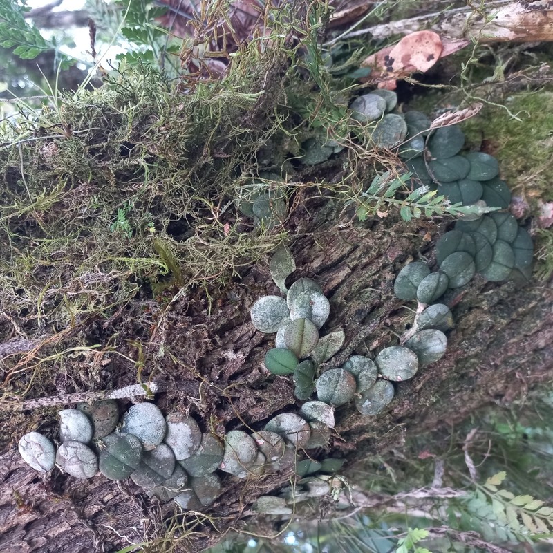Acianthera hystrix photo 2
