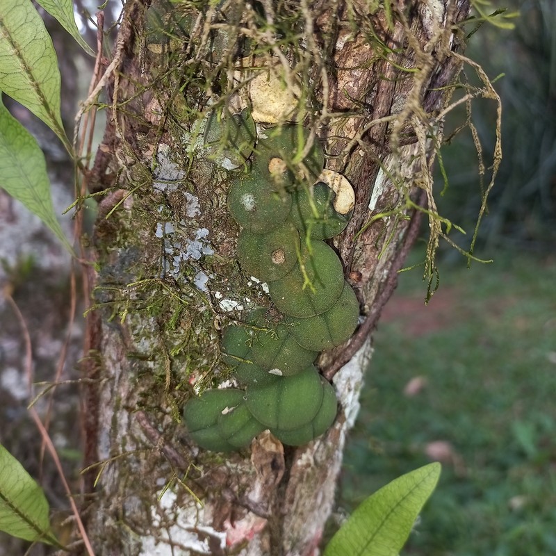 Acianthera hystrix photo 3