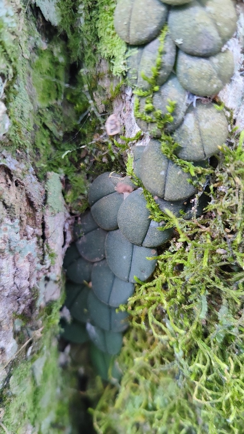 Acianthera hystrix photo 4