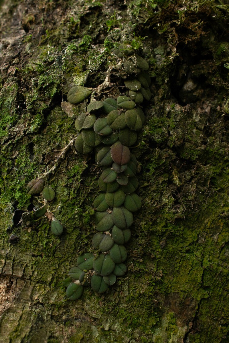 Acianthera hystrix photo 5
