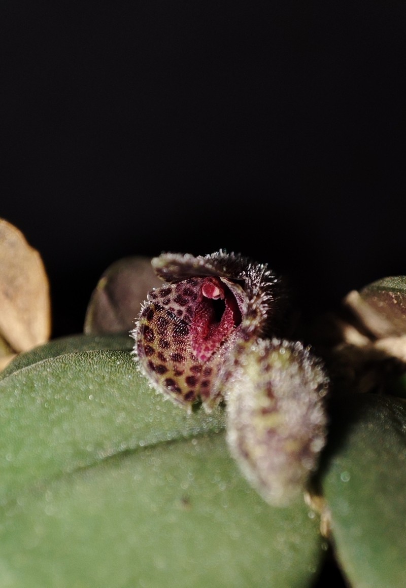 Acianthera hystrix photo 6