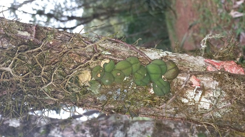Acianthera hystrix photo 7