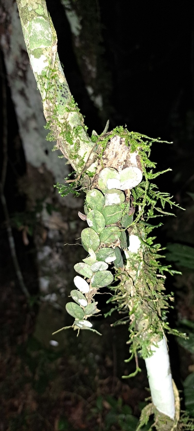 Acianthera hystrix photo 8