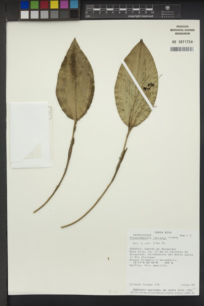Acianthera inaequalis