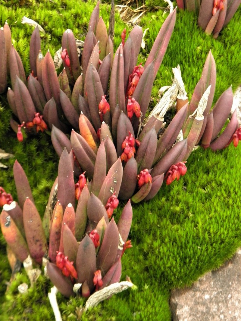 Acianthera johannensis photo 2