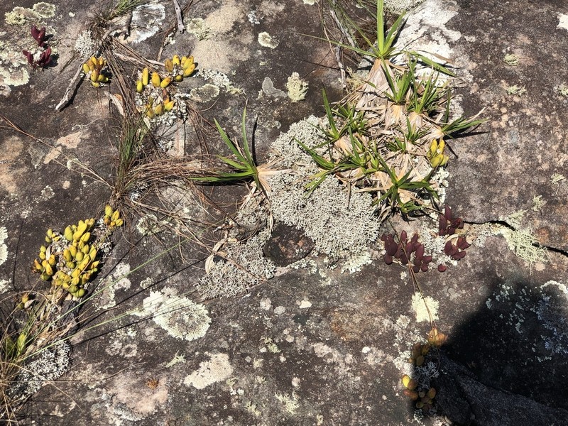 Acianthera johannensis photo 3