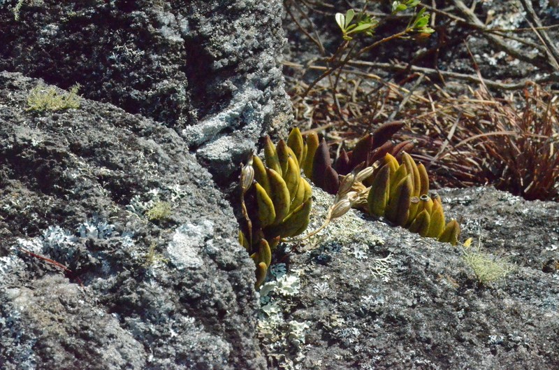 Acianthera johannensis photo 5