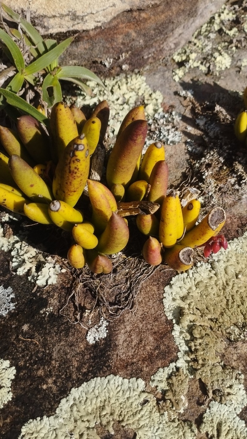 Acianthera johannensis photo 8