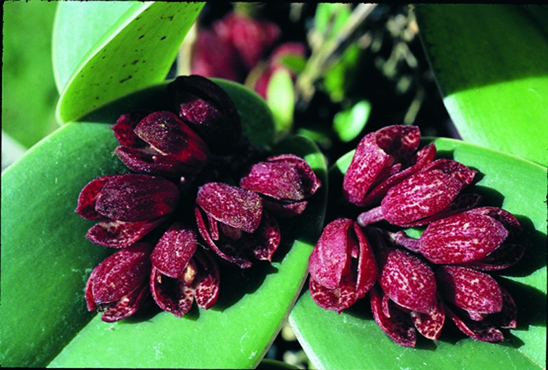 Acianthera johnsonii