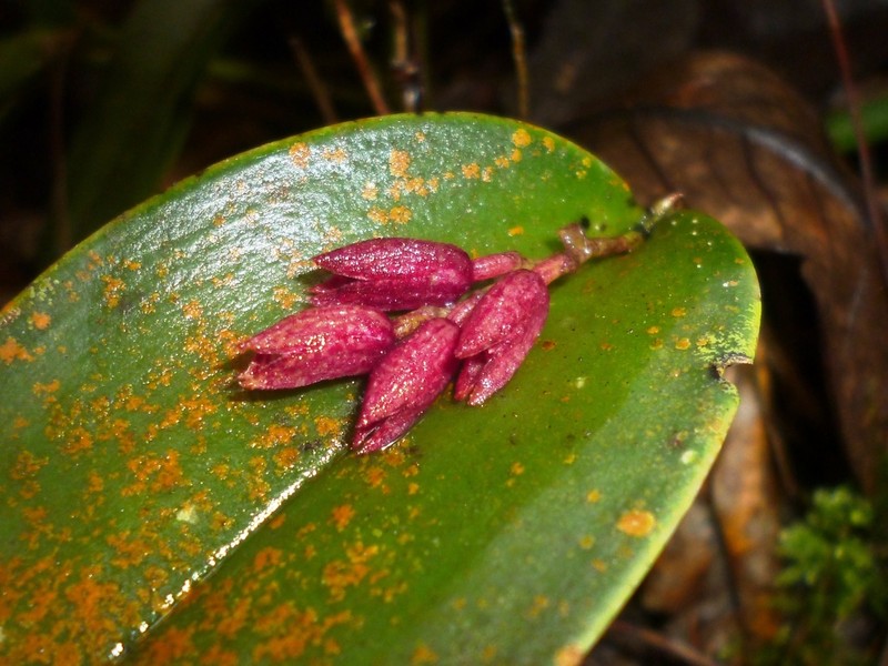 Acianthera johnsonii photo 2