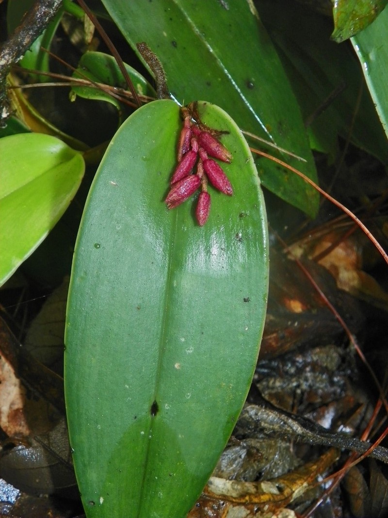 Acianthera johnsonii photo 3
