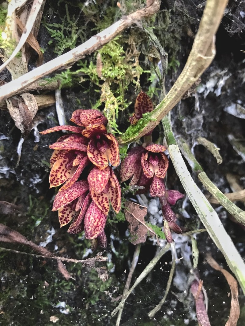 Acianthera johnsonii photo 4