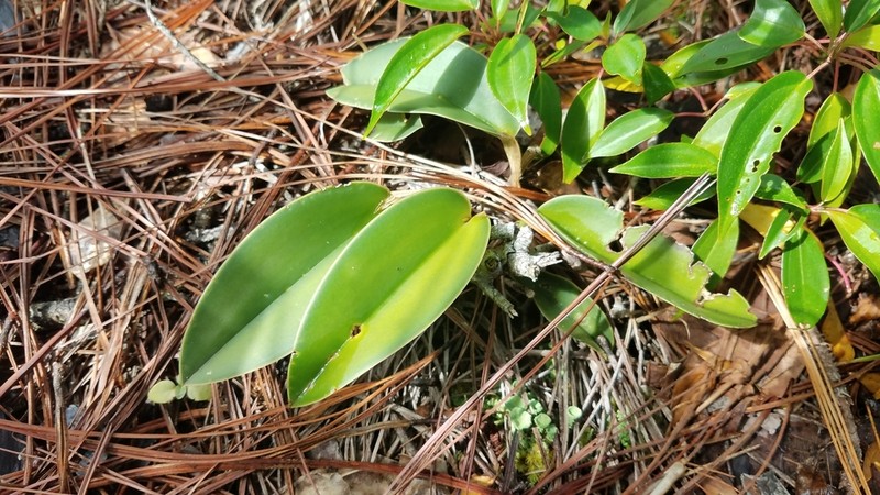 Acianthera johnsonii photo 5