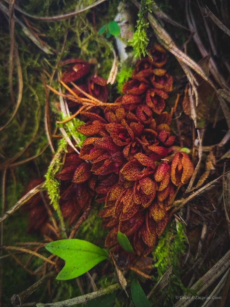 Acianthera johnsonii photo 6