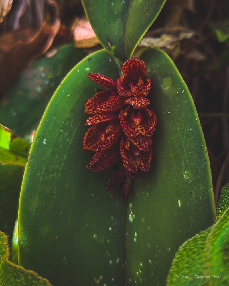 Acianthera johnsonii photo 7
