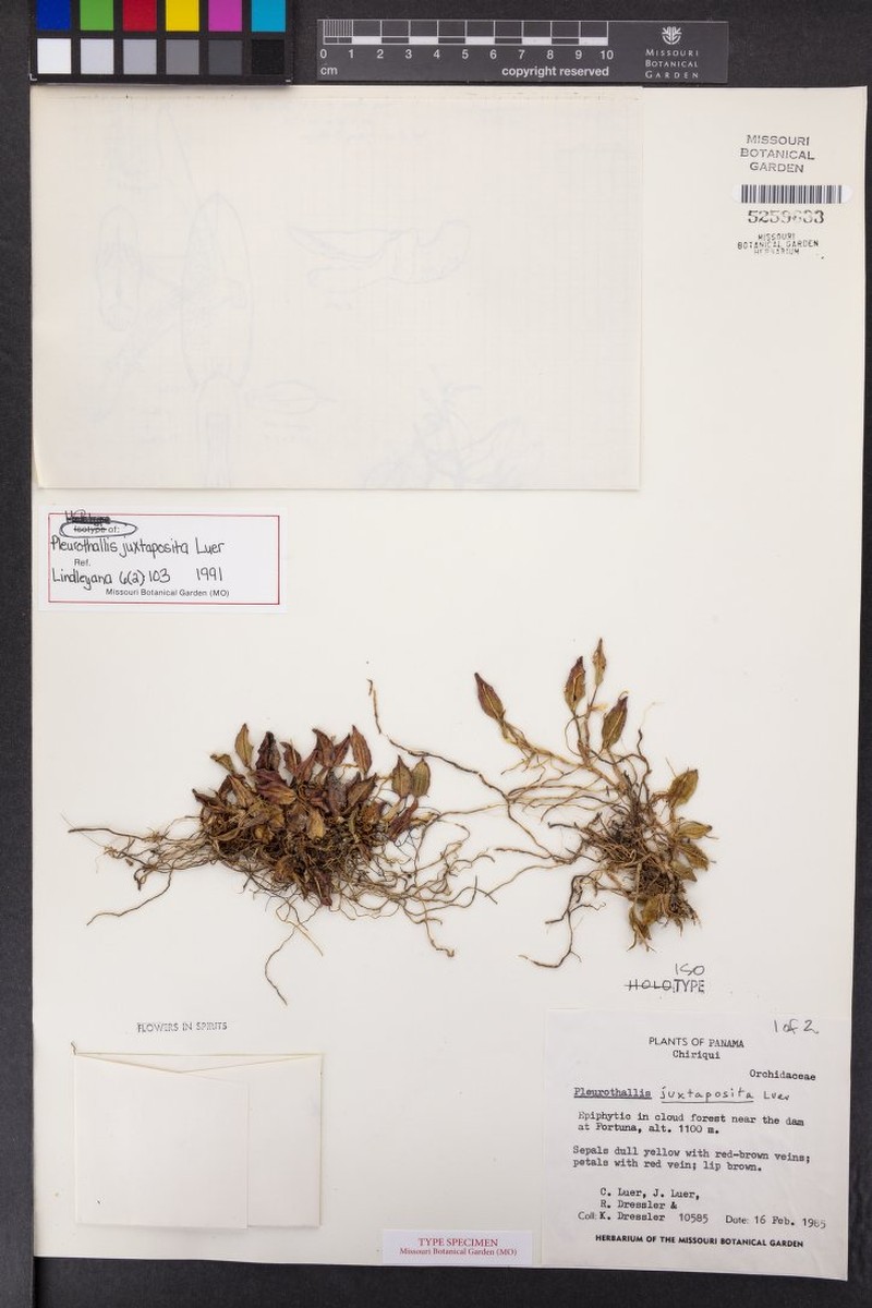 Acianthera juxtaposita photo 2