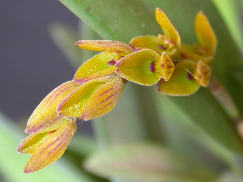 Acianthera klotzschiana
