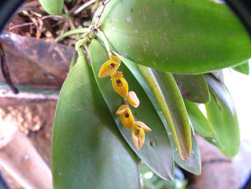 Acianthera klotzschiana photo 2