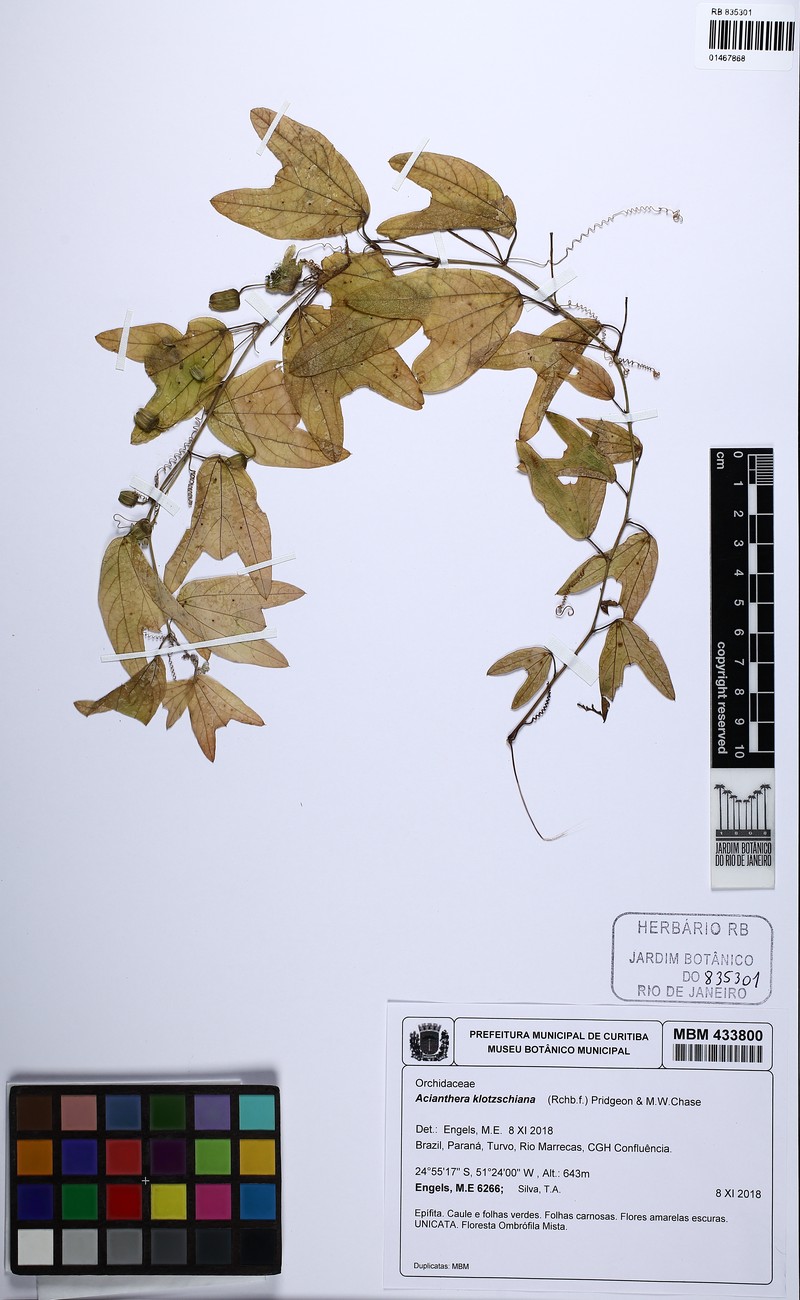 Acianthera klotzschiana photo 5