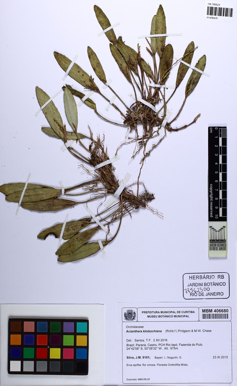 Acianthera klotzschiana photo 6