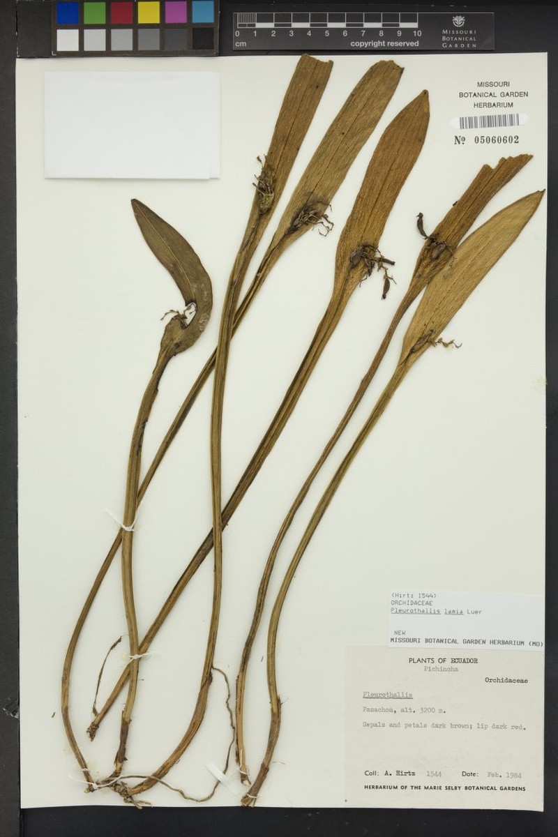 Acianthera lamia