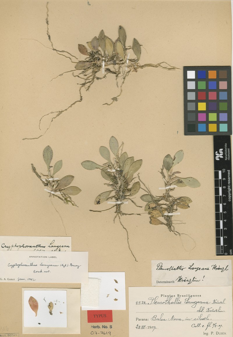 Acianthera langeana
