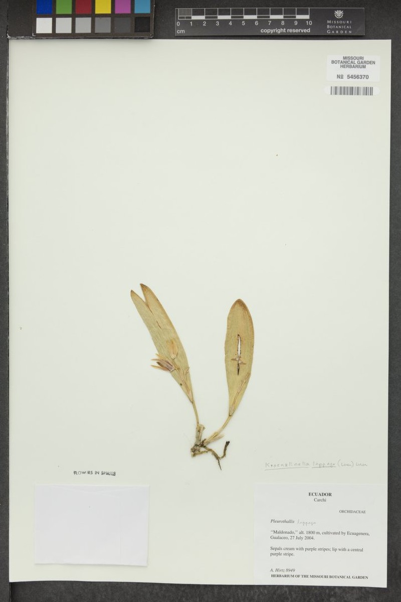 Acianthera lappago