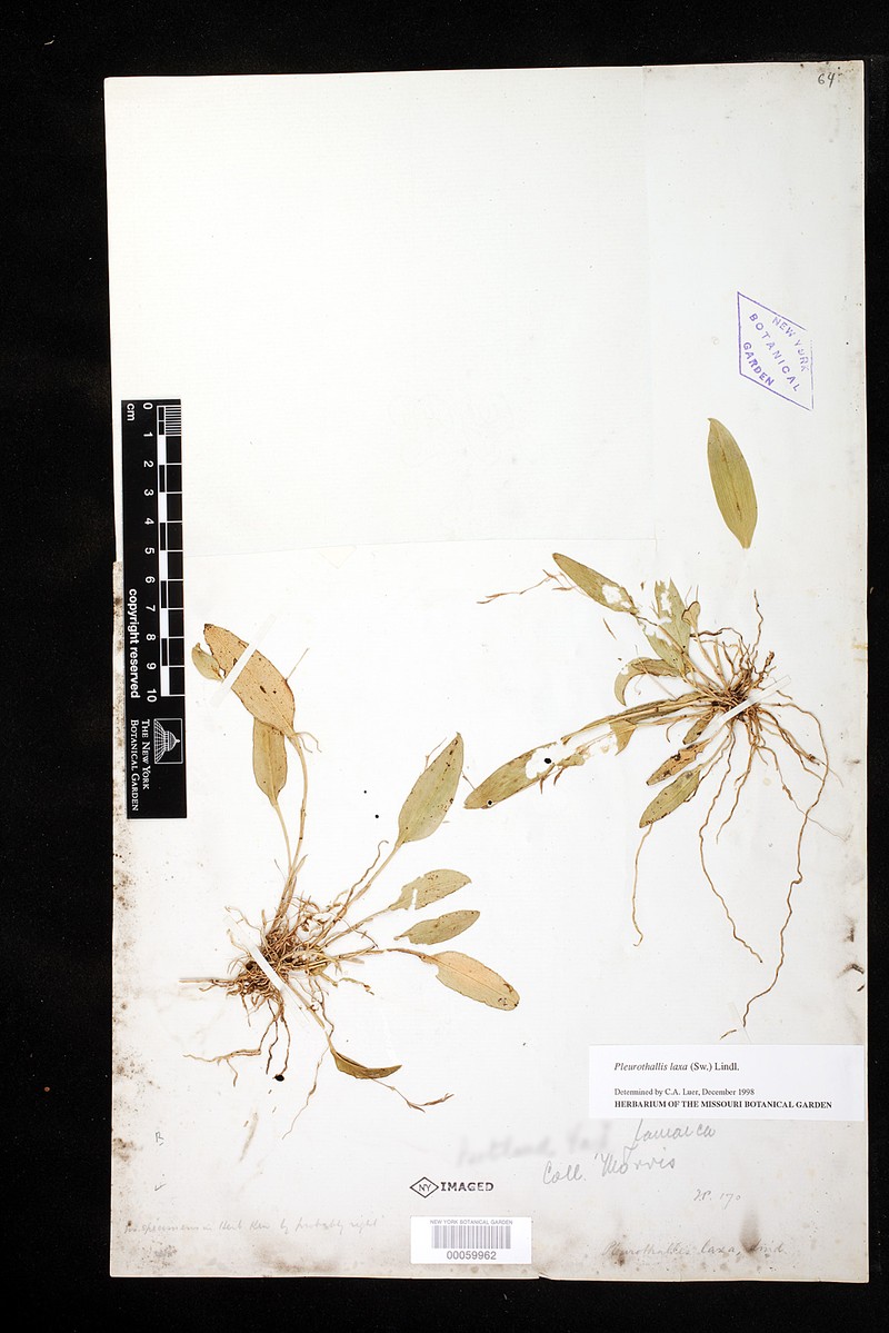 Acianthera laxa