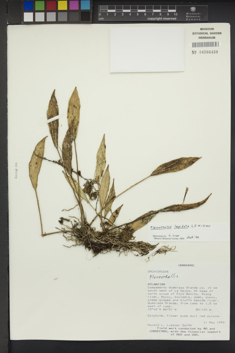 Acianthera lepidota