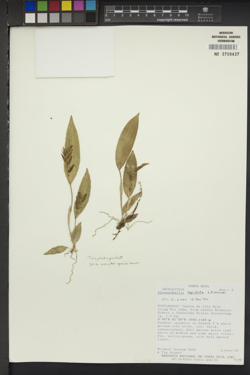 Acianthera lepidota photo 2