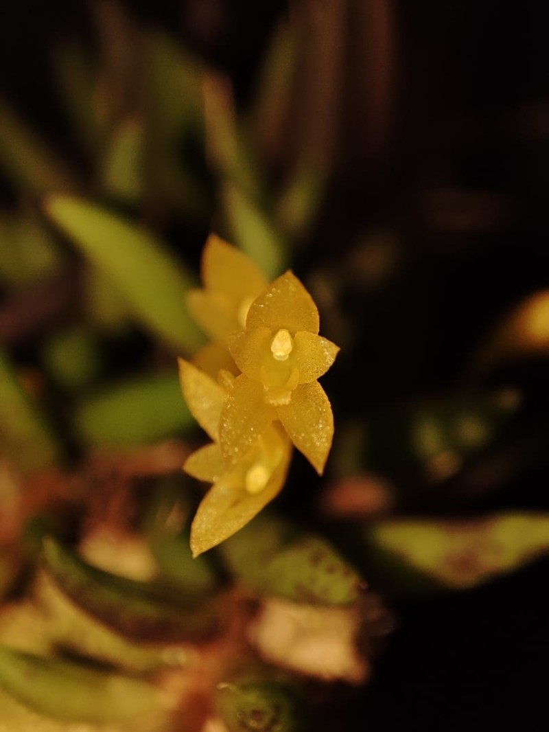 Acianthera leptotifolia photo 2