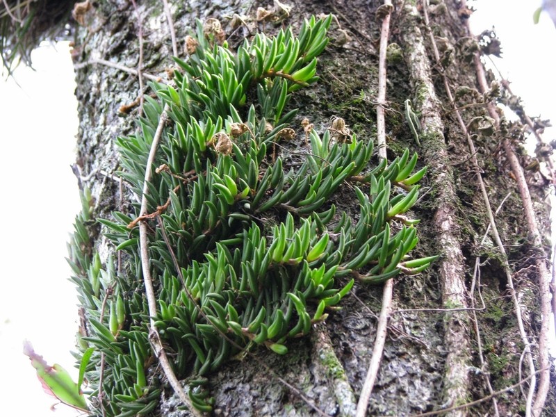 Acianthera leptotifolia photo 3