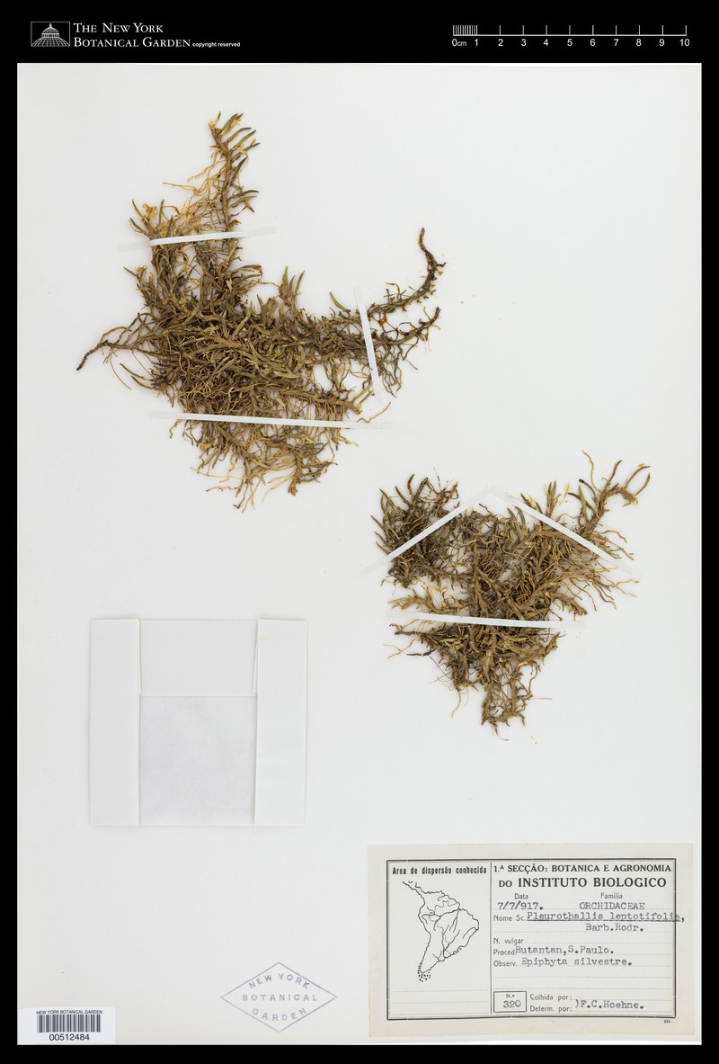 Acianthera leptotifolia photo 5