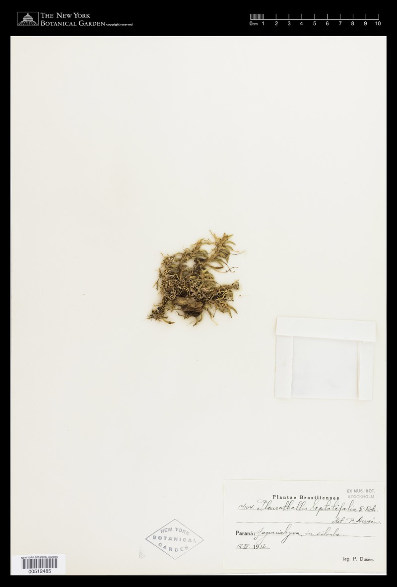 Acianthera leptotifolia photo 6