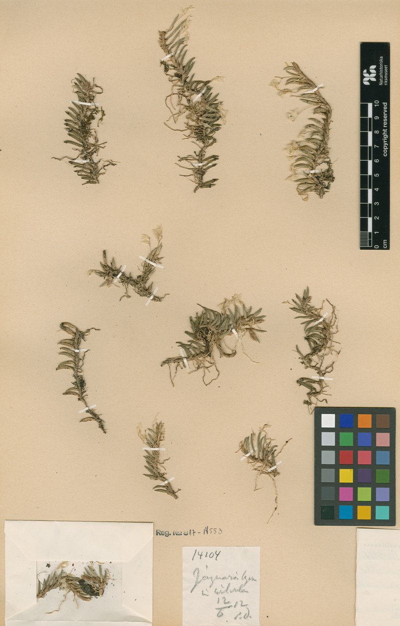 Acianthera leptotifolia photo 7