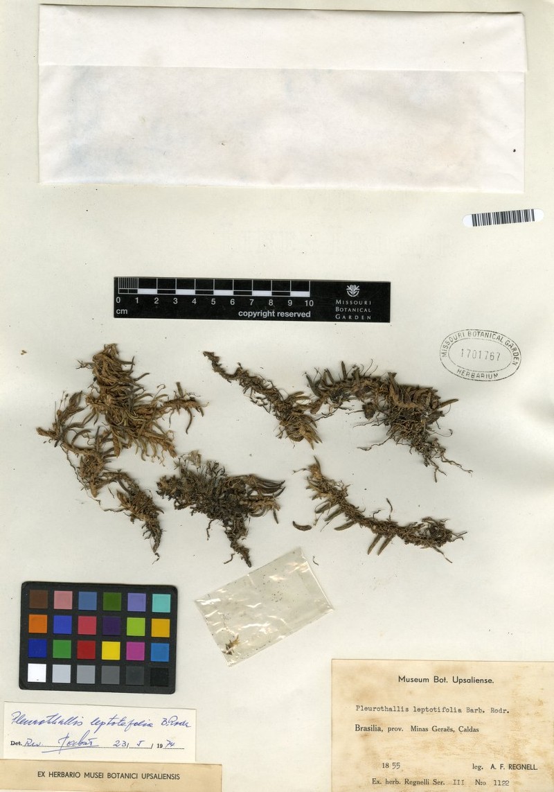 Acianthera leptotifolia photo 8