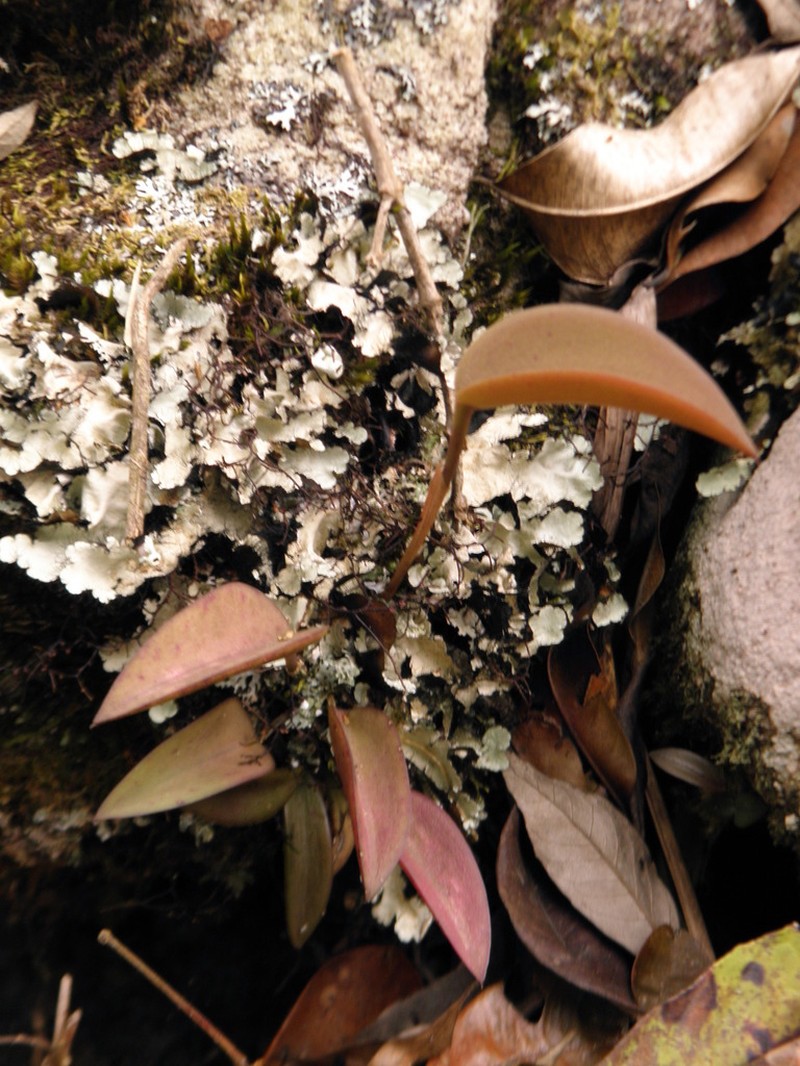 Acianthera limae photo 2