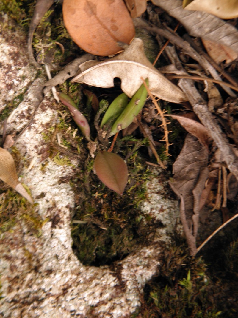 Acianthera limae photo 3
