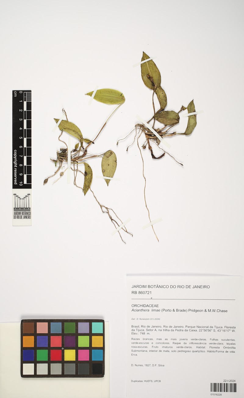 Acianthera limae photo 5