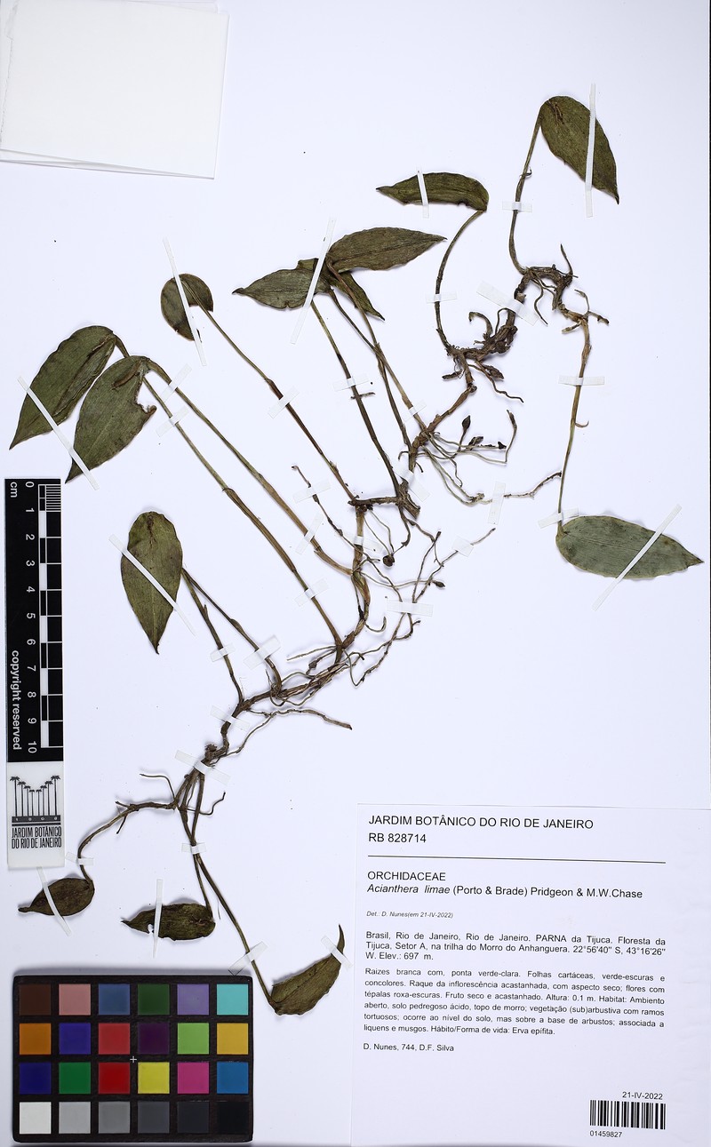 Acianthera limae photo 6