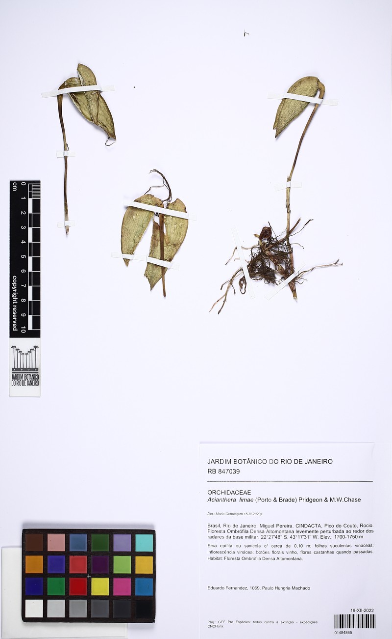 Acianthera limae photo 7