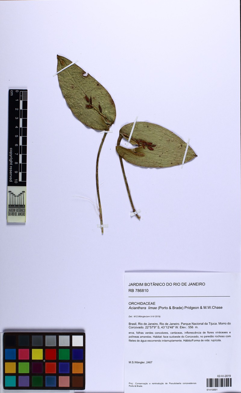 Acianthera limae photo 8