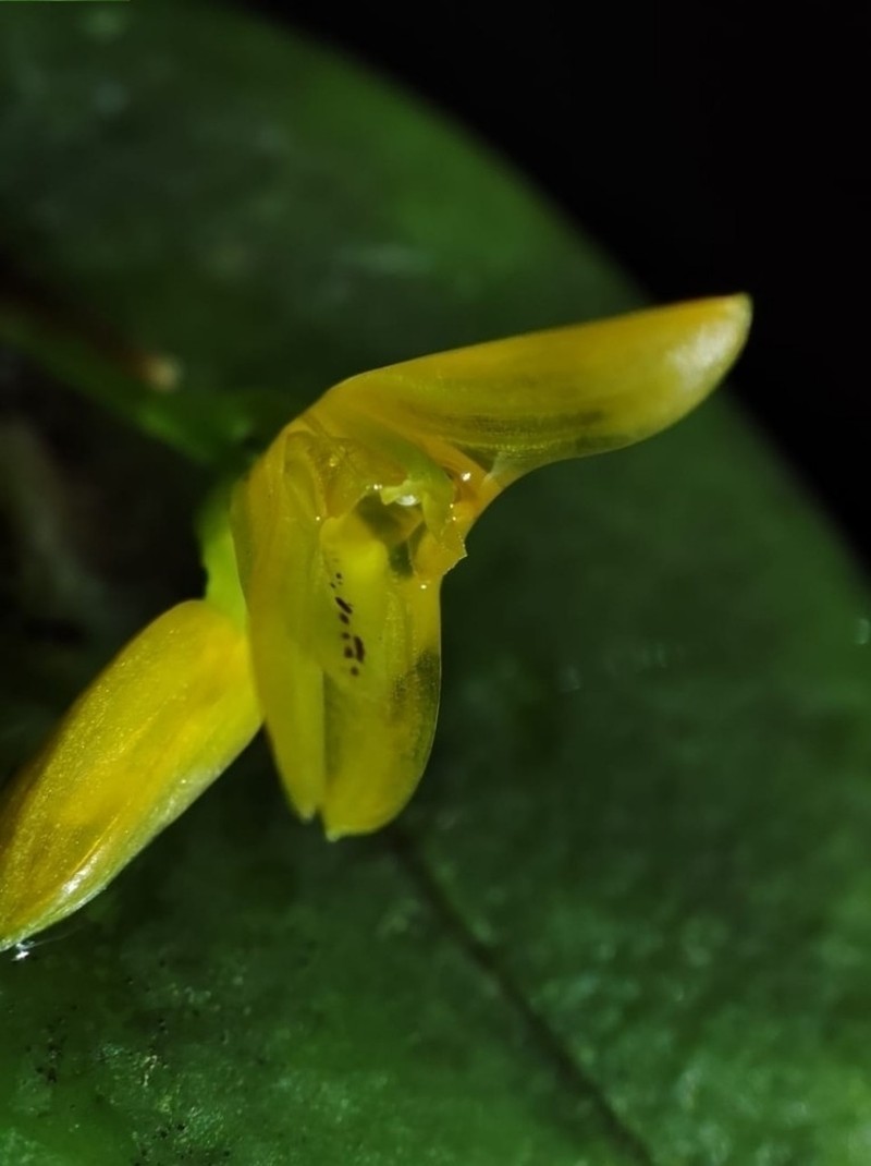 Acianthera luteola photo 2