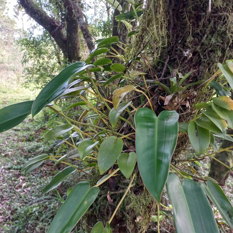 Acianthera luteola photo 3