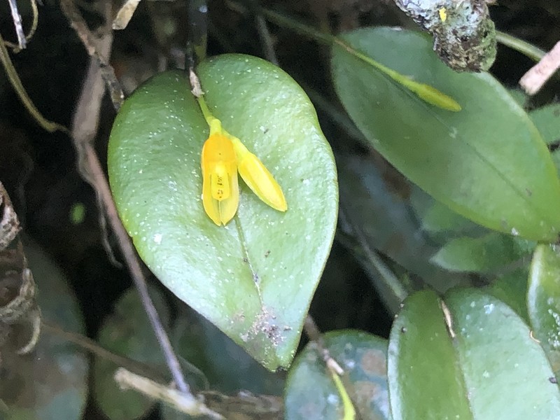 Acianthera luteola photo 4