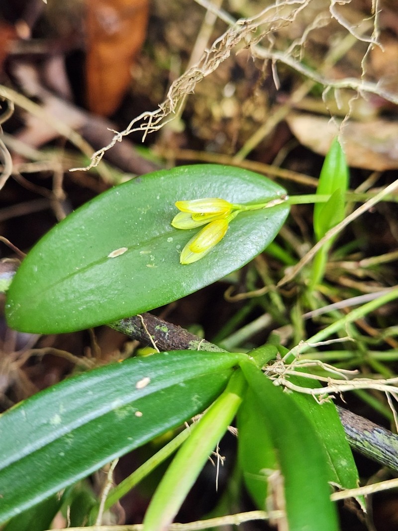 Acianthera luteola photo 5