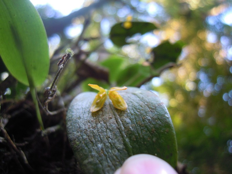 Acianthera luteola photo 6
